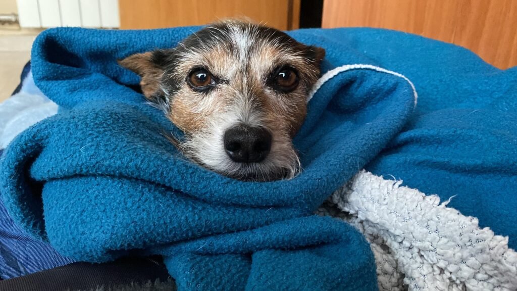 Dog wrapped in a towel after getting wet