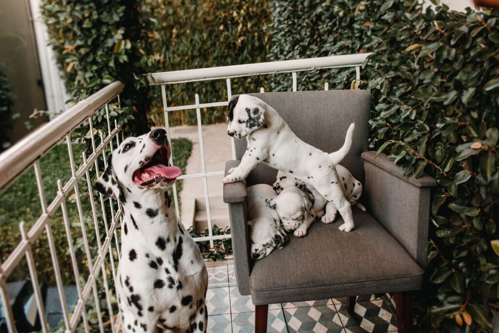 Dogs sitting inside a freestanding pet gate