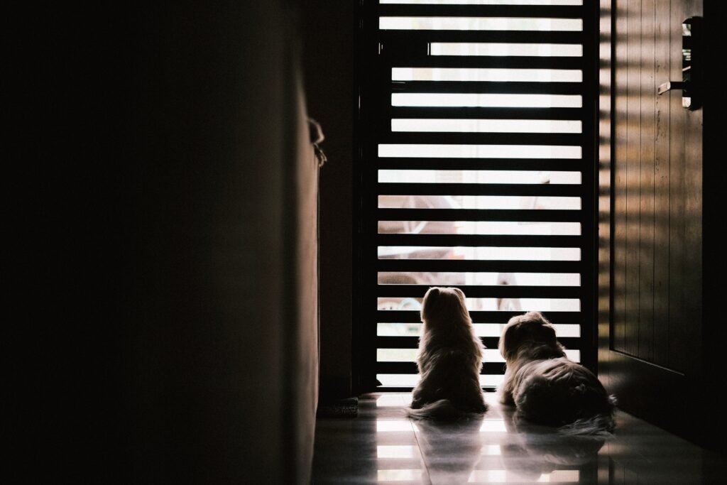 Dogs standing behind indoor pet gates
