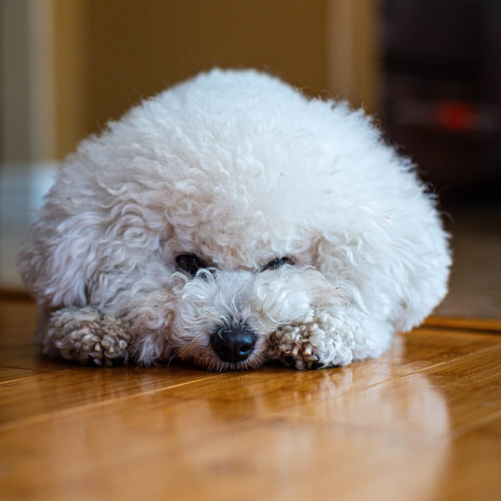 Easy-to-clean flooring in a dog-friendly entryway