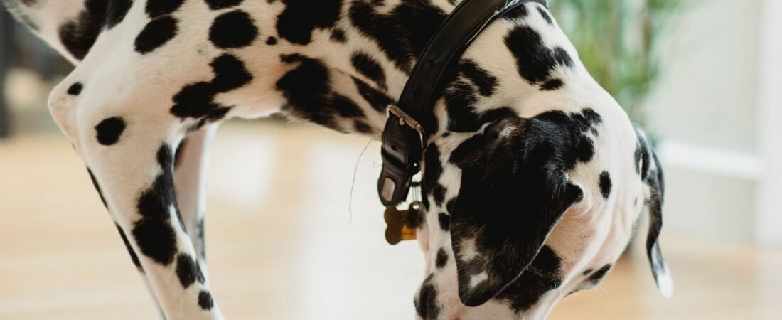 How to Keep Your Dog’s Water Bowl Area Dry: 9 Easy, Practical Fixes