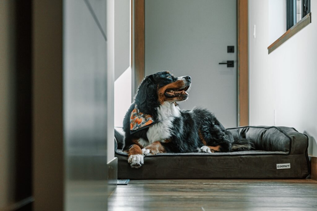 Dog-friendly mudroom and entryway