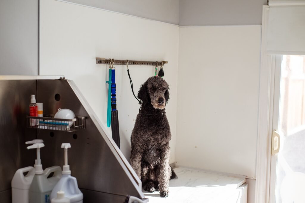 Portable caddy holding dog grooming supplies