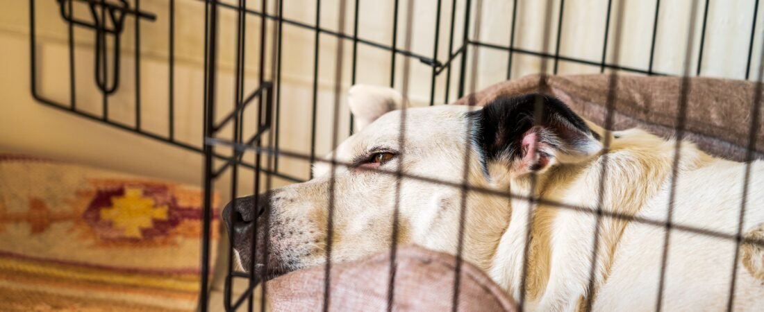 Where to Put a Dog Crate in a Small House: 9 Practical Spots